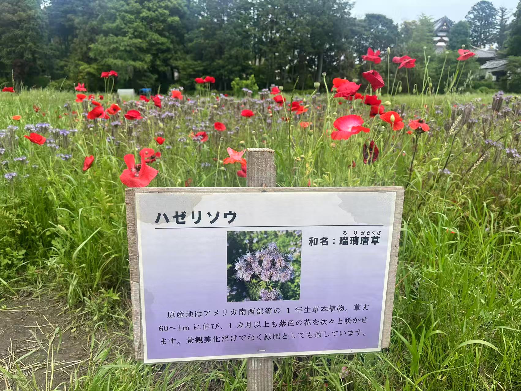 20250530 blog t 005